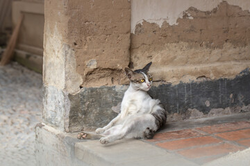 Katze chillt auf der Straße