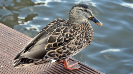 dabbler duck with feather detail near lake Steinhuder Meer 