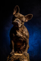 French Bulldog