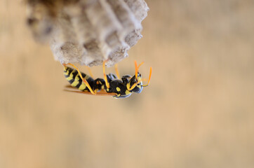 Wasps make a hive for posterity