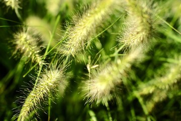 Green background of ears of grass