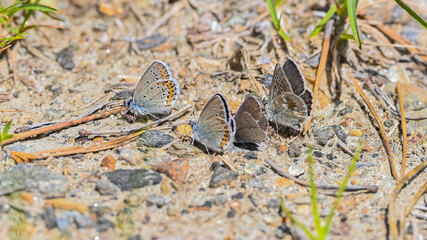 Farfalle blu posate a terra sui sassi, in alta montagna, in luglio