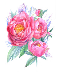 watercolor painting with bouquet of bright pink peonies isolated on white background.