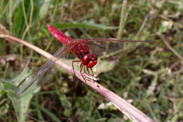 Male Scarlet dragonfly (Crocothemis erythraea) on a branch