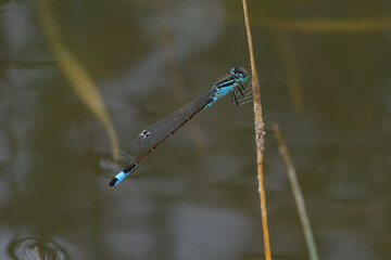 Male Blue-tailed damselfly or Common bluetail (Ischnura elegans)