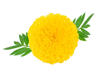Marigold an isolated on white background