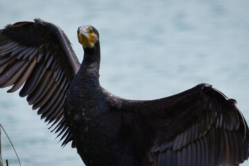 踊りに誘うカワウ