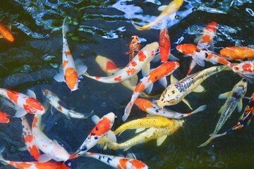 koi fish in pond