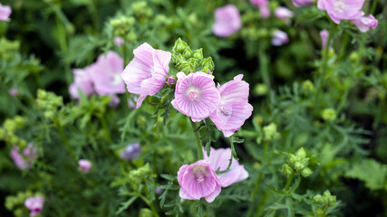 Fototapeta na wymiar Musk Mallow, growing at the side of the road