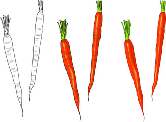 Realistic carrot template set. Retro vintage inspired cartoon vector illustartion in color and black and white for games, background, pattern, decor. Print for fabrics, wallpapers and other surfaces. 