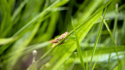 A Grasshopper clinging to a blade of grass