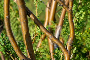 Golden twisting tree trunks against a blurred background of green foliage.