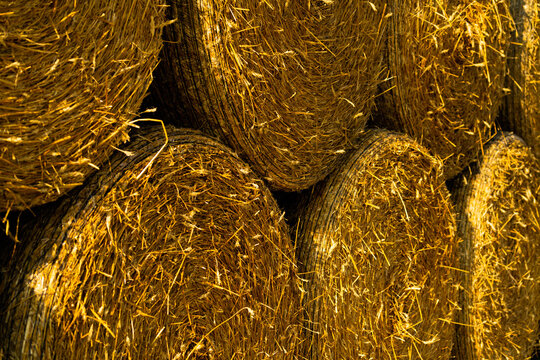 Round yellow hay bales stacked in a row.