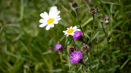 Oxeye Daisies and Burdock, growing in the wild
