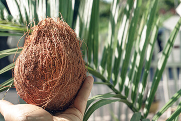 Kokos, owoc orzech tropikalny, na jasnym tle.