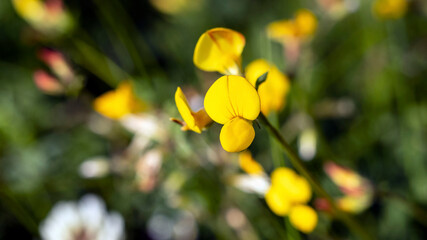 Bird’s Foot Trefoil, with bright yellow and orange blooms