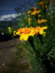 yellow flowers in the garden