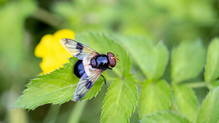 A Pellucid Fly, sometimes called the Pellucid Hoverfly