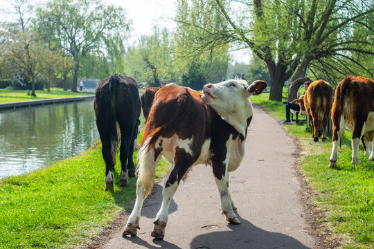 Photo of a beautiful brown and white cow enjoying a sunny day in England next to a lake. Happy and free animal