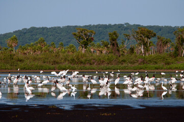 Lagoa com Tuiuiu, Cabeça Seca e Garça Branca; .