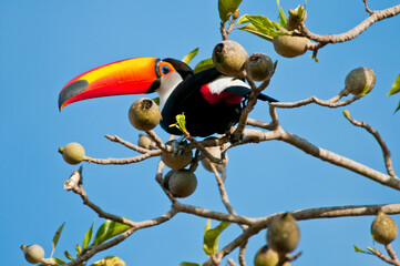 Tucano pousado em galho de arvore.