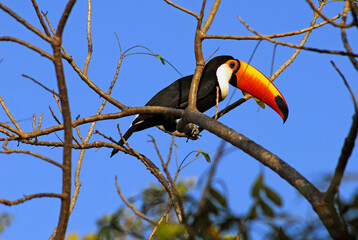 Tucano pousado em galho de arvore.