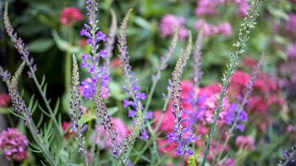 Obraz premium Purple and pink wildflowers growing at the side of the road