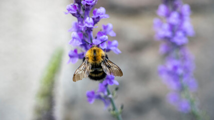 A bee collecting pollen from a purple flower