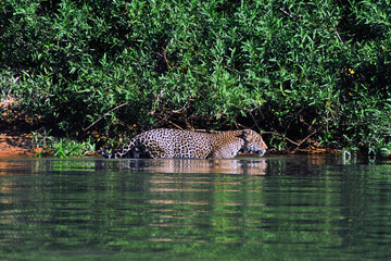 Onça pintada, Panthera onca palustris, as margens do rio Cuiabá no Pantanal matogrossense..