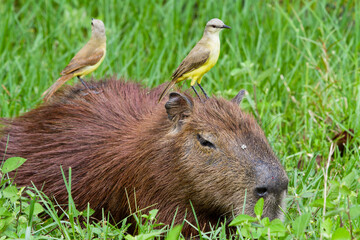 Capivara e pássaros siriri-cavaleiro