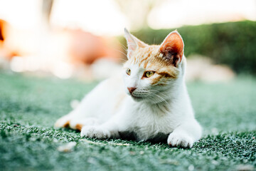 Nice cat in the garden