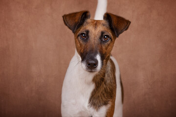 Terrier Hund 