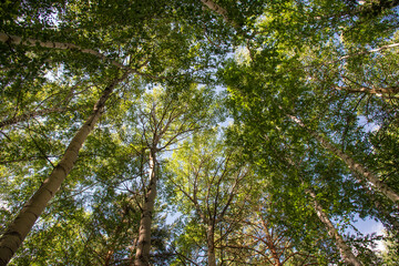 View of the tops of green trees in the forest in summer