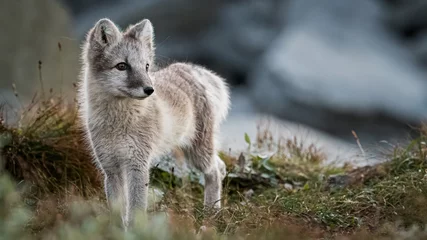 Poster arctic fox cub portrait 