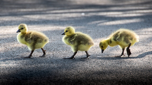 goslings crossing road