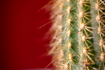 grüner Kaktus