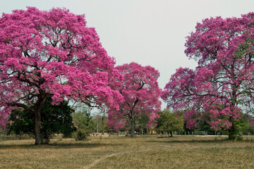 Piúva-do-pantanal, Ipê roxo, Ipê roxo de sete folhas, Ipê preto, Ipê rosa  na época de...