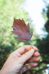 brown oak leaf in a woman's hand