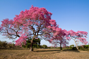 Piúva-do-pantanal, Ipê roxo, Ipê roxo de sete folhas, Ipê preto, Ipê rosa  na época de...