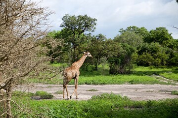 Naklejka na ściany i meble giraffe walking in the middle of an African Wildlife reserve