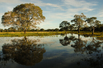 Reflexo de árvores em lagoa no Pantanal.