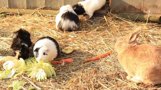 Hasen, Meerschweinchen und H&uuml;hner beim Essen
