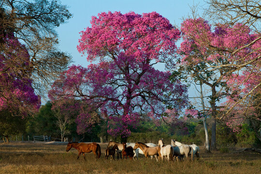 Pi&uacute;va-do-pantanal, Ip&ecirc; roxo, Ip&ecirc; roxo de sete folhas, Ip&ecirc; preto, Ip&ecirc; rosa  na &eacute;poca de flora&ccedil;&atilde;o.