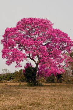 Pi&uacute;va-do-pantanal, Ip&ecirc; roxo, Ip&ecirc; roxo de sete folhas, Ip&ecirc; preto, Ip&ecirc; rosa  na &eacute;poca de flora&ccedil;&atilde;o.