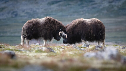 two musk oxen fighting 