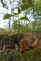 Frutos del Otoño
