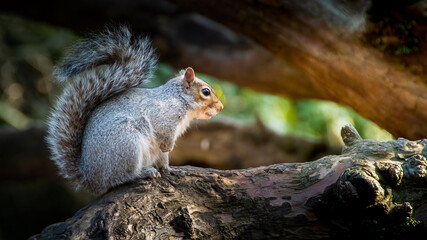 squirrel in sunset