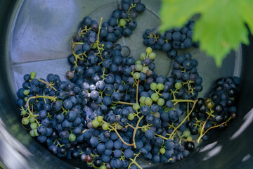 top view of a basin with dark grapes, harvesting concept