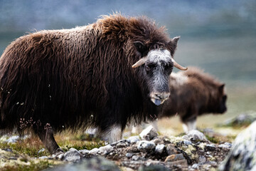 musk ox blue tongue disease 