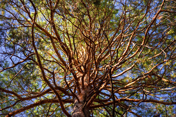 View from below on the Golden branches of a large pine tree . A pattern of spreading pine branches